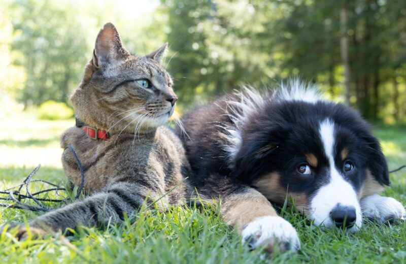 a dog and a cat laying in the grass